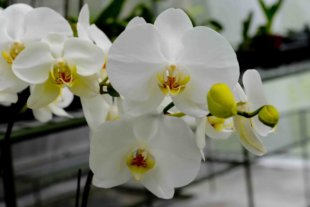 Genting Orchid Farm SWH_1217