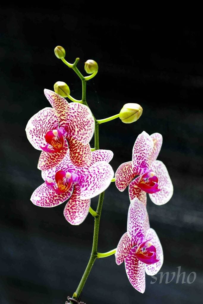 Genting Orchid Farm SWH_1244