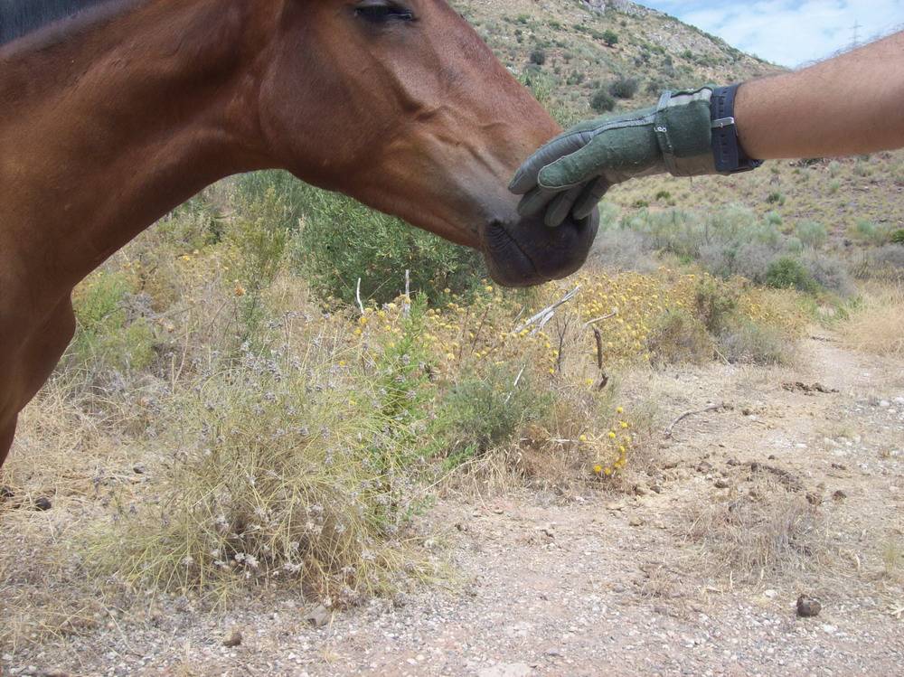 [TRAINING] Comms, patrol, contact drills] August 2013 TRC07