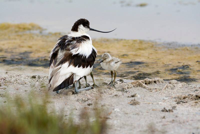 Una mañana en la costa. Avoceta02