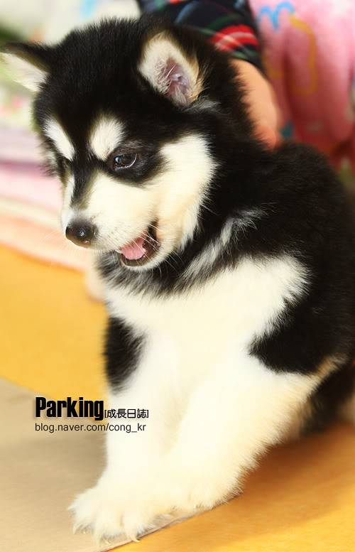 Parking, Harang's Puppy <3 7congkr