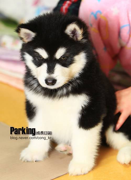 Parking, Harang's Puppy <3 9congkrp