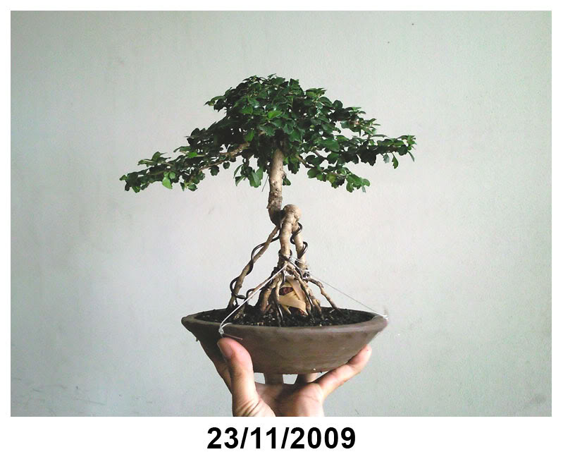 Fukien Tea 4