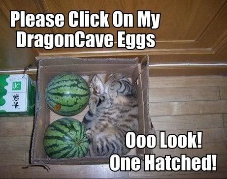 Funny Pictures Dragoncave