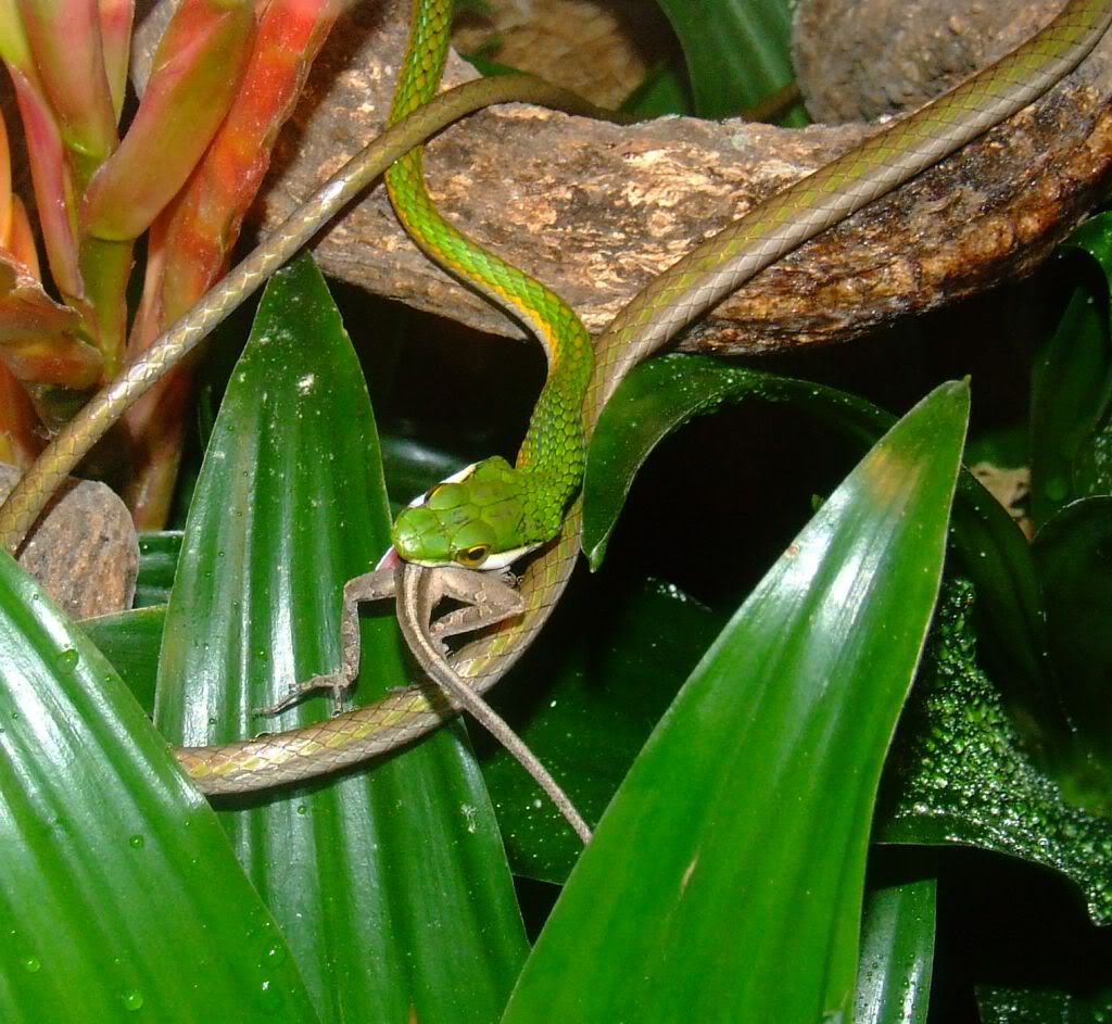 Leptophis ahaetulla 3