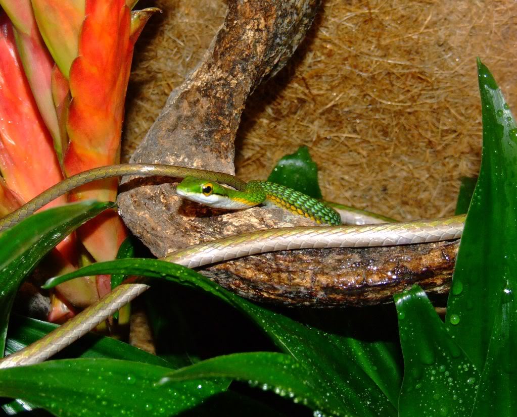 Leptophis ahaetulla in the garden Cut-dgl