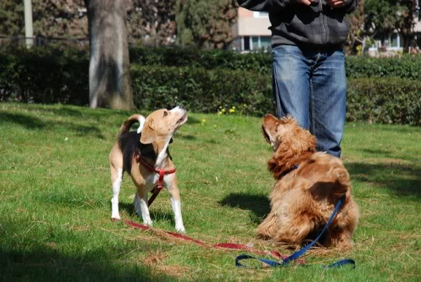 Scott precioso Cocker macho de 9 meses busca casa definitiva SCOTT9