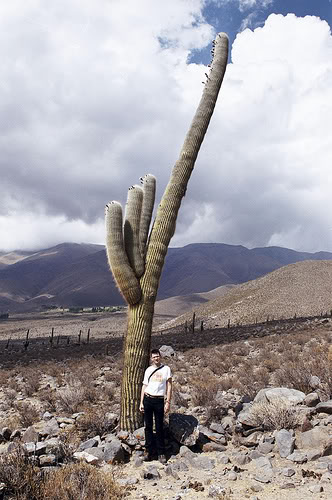 Anyone have pics of a mature Trichocereus Pasacana plant? 277086499_e2b8a5aca0