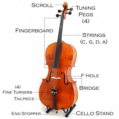 النسبة الذهبية _فاي_ الرقم الغريب و أسرار الطبيعة Cello