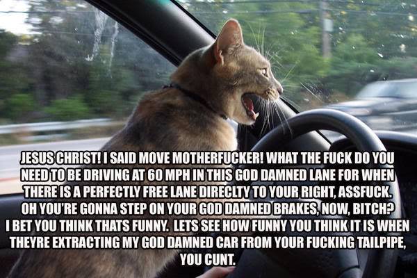 Post pics that make you lol Catdriving