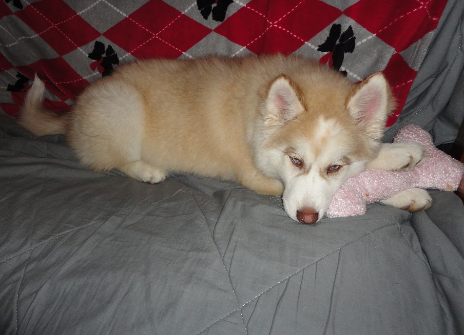 Getting a Husky puppy tomorrow! ^_^ [Update] - Got her! *Pics* + Created Scrapbook! Cadance2_zpsa69dc16f