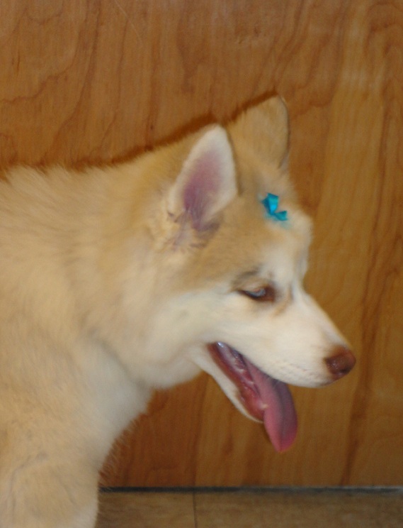 Getting a Husky puppy tomorrow! ^_^ [Update] - Got her! *Pics* + Created Scrapbook! Cadance3_zps34ac096c