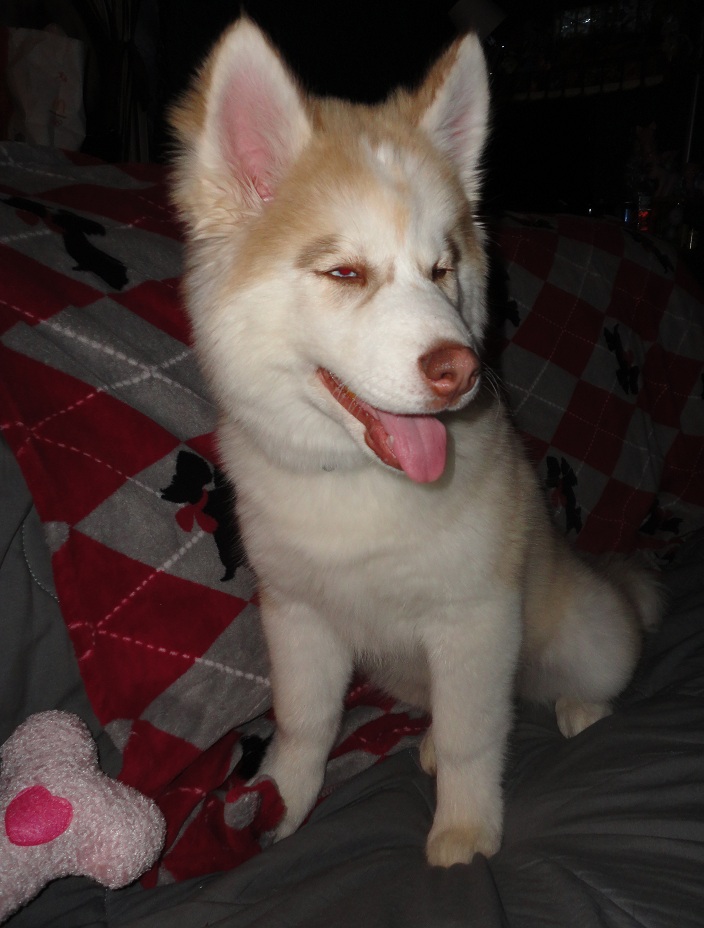 Getting a Husky puppy tomorrow! ^_^ [Update] - Got her! *Pics* + Created Scrapbook! Cadance4_zpsbcdd48d9