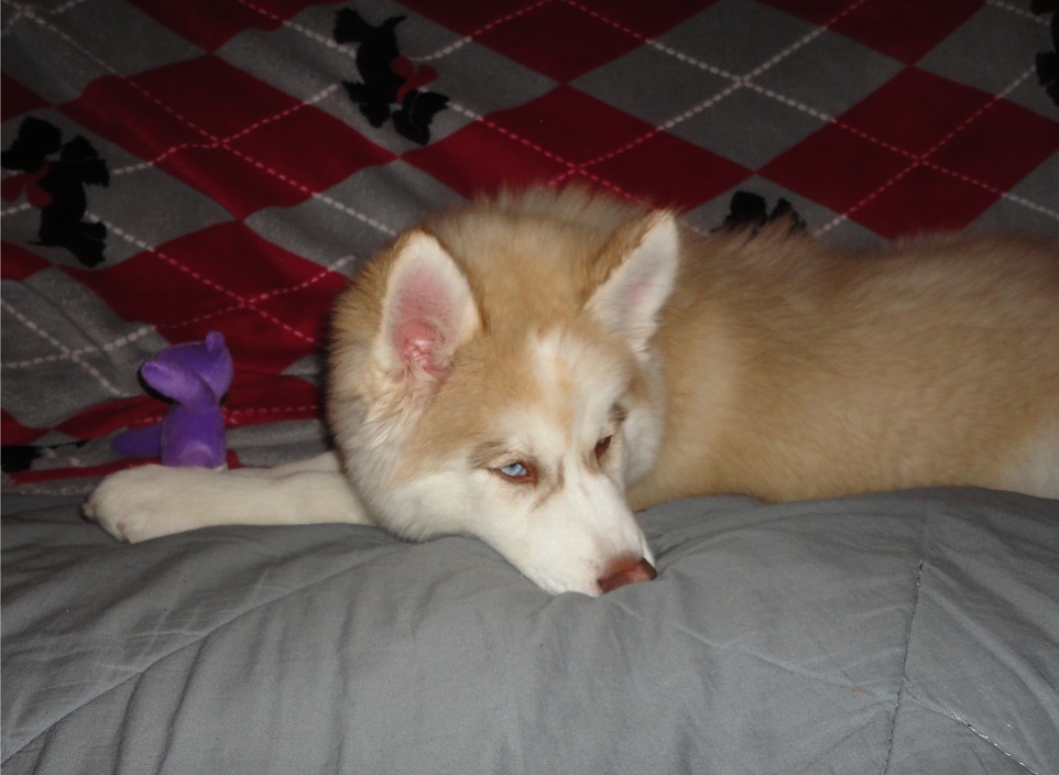 Getting a Husky puppy tomorrow! ^_^ [Update] - Got her! *Pics* + Created Scrapbook! Cadance7_zps54ab0099