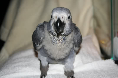 Pics of the baby! Birdo1-1