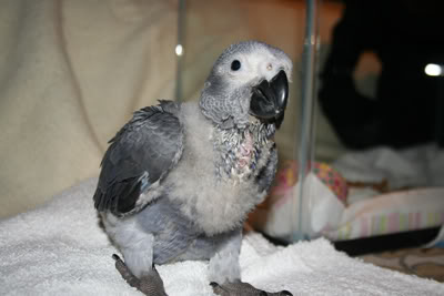 Pics of the baby! Birdo2