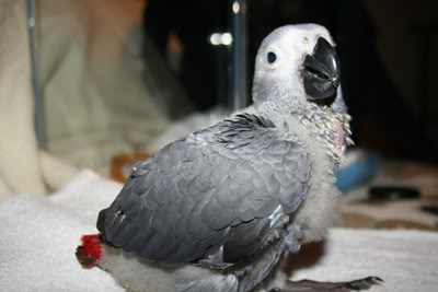 Pics of the baby! Birdo3