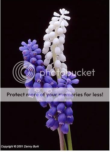 Ý NGHĨA CỦA CÁC LOÀI HOA!!! Grape20hyacinth