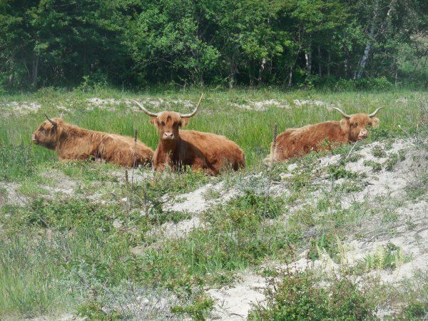 Wandelen.. - Pagina 3 Dscn1410_zps70sglynb