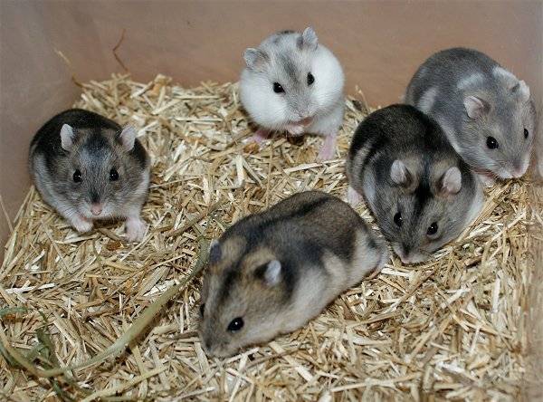 Saskia's Hamsters 0%2013_zpslwki4gn5