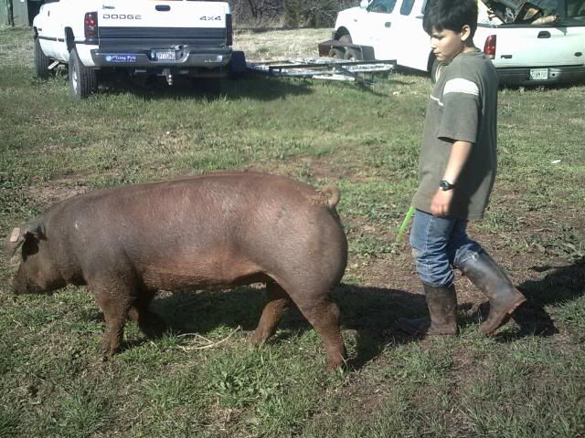 Opinions on duroc gilt 007-4