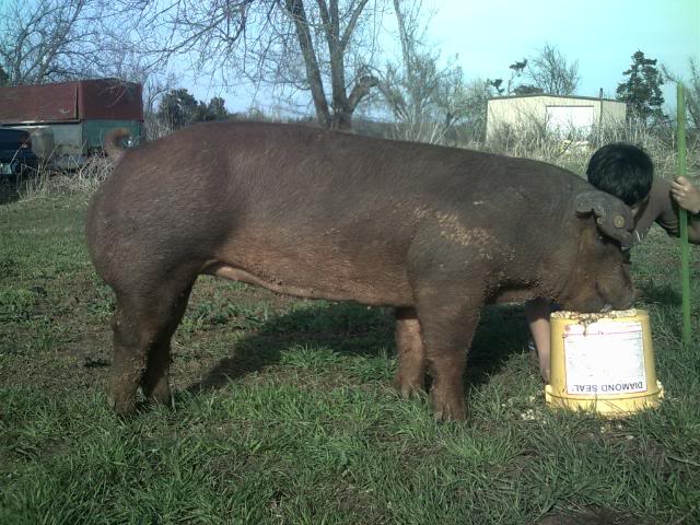 Opinions on duroc gilt 021-4