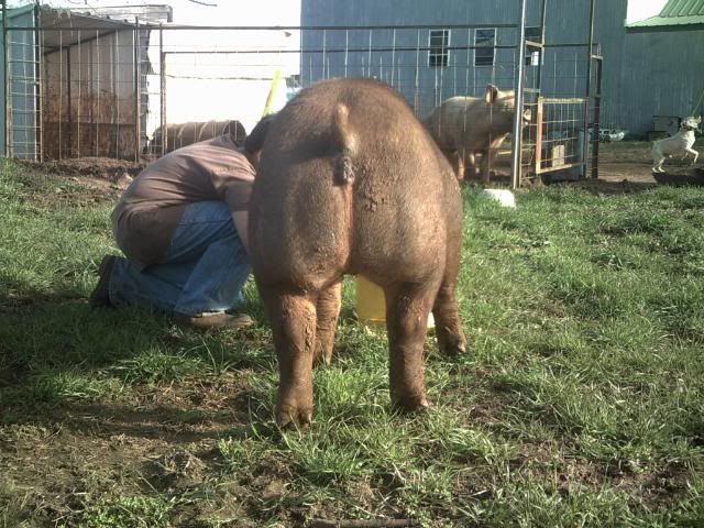 Opinions on duroc gilt 023-3