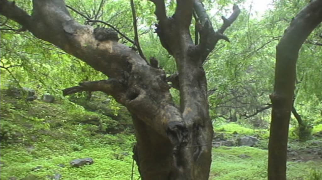 شجرة على شكل غزال متحجر Untitled-1