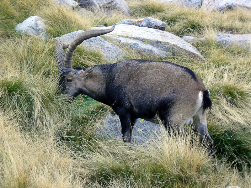 Bichos de Gredos Cappyr