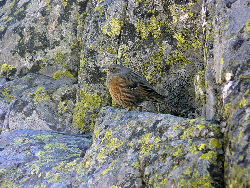 Bichos de Gredos Prucol