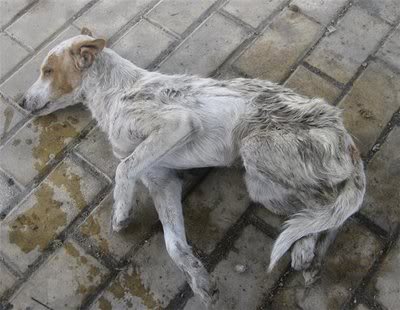 El Antes y el Después de un abandono. Año 2009 - Página 2 Elsaq