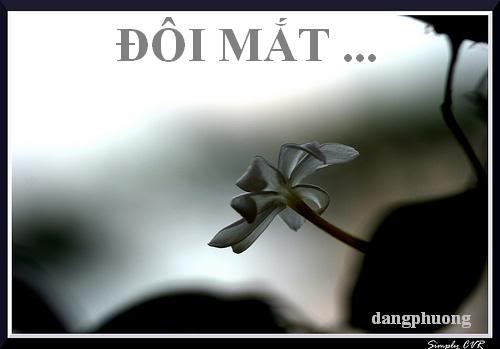 ĐÔI MẮT .... DM01A