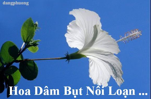 HOA DÂM BỤT NỔI LOẠN HDB01A