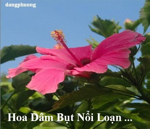 HOA DÂM BỤT NỔI LOẠN HoaDamBut08AA