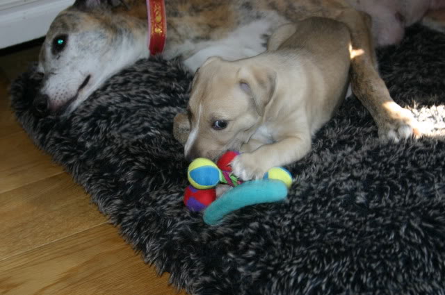 Ben Ben - Adorable 5 week old Lurcher Lad BenBen2