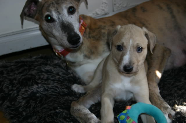 Ben Ben - Adorable 5 week old Lurcher Lad BenBenandBess