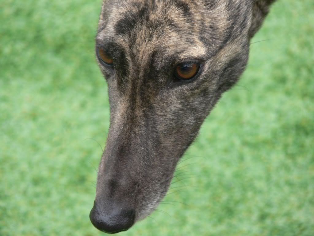 Lizzie - Beautiful Brindle Greyhound Girly Lizzie3