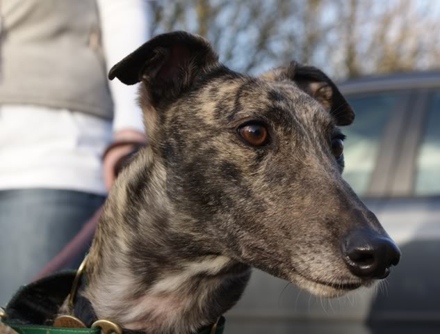 Lizzie - Beautiful Brindle Greyhound Girly Lizzie1