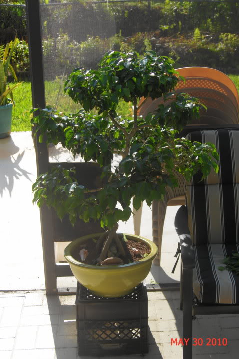 Ficus Defoliation Day FicusBefore03302010