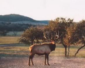 Hunt in the forest BullelkCusterCounty