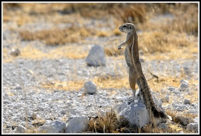 Le chien de prairie _DSC0882-700-1