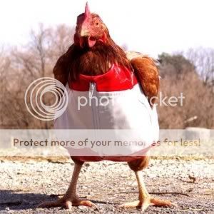 Blog - Andre Funny-hen-chicken-300x300