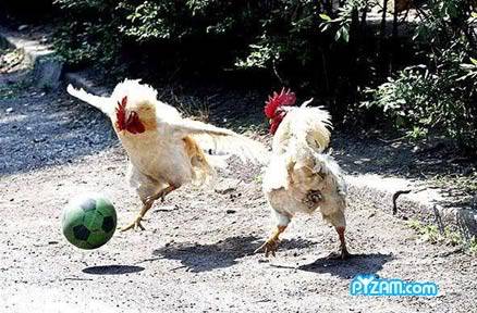 Lawak Bola Pyzamchickensoccer