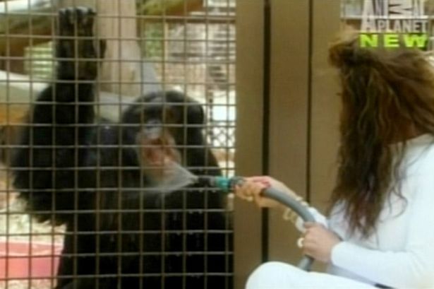  Bubbles dimenticato dai Jackson La-Toya-Jackson-broke-down-in-tears-as-she-came-face-to-face-with-Bubbles-the-chimp-for-the-first-time-in-20-years-1823003