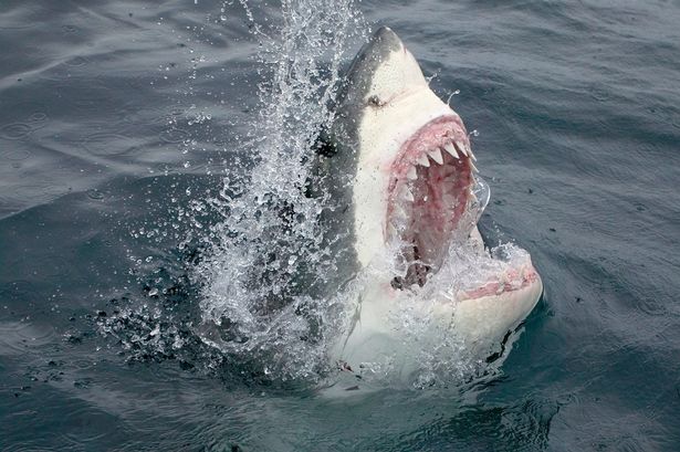 Something Ate a 9ft Great White Shark......But What? Great-White-Shark