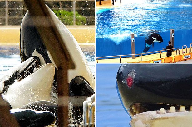La Captivité des Orques et autres cétacés Orca-main