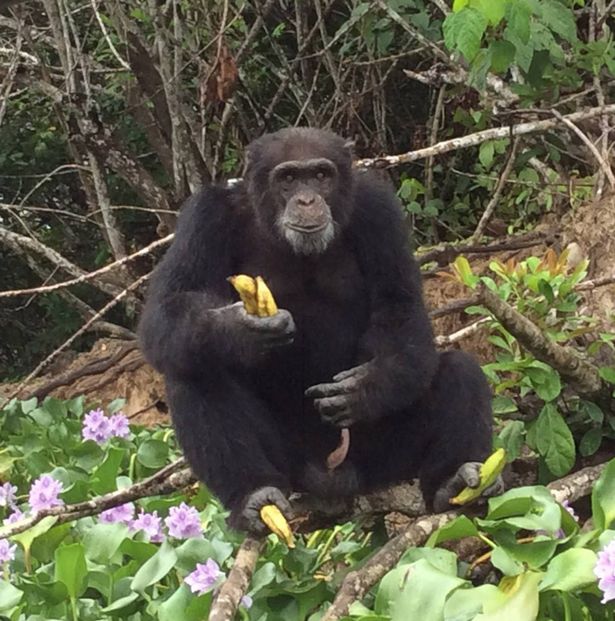 Heartwarming pictures show abandoned chimp's joy at finally seeing a friendly face  5626792_14393006171373_funddescription