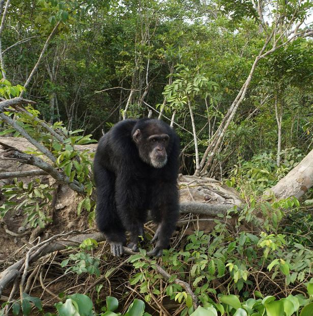 Heartwarming pictures show abandoned chimp's joy at finally seeing a friendly face  12715975_10208459234389583_1967002157653326185_o