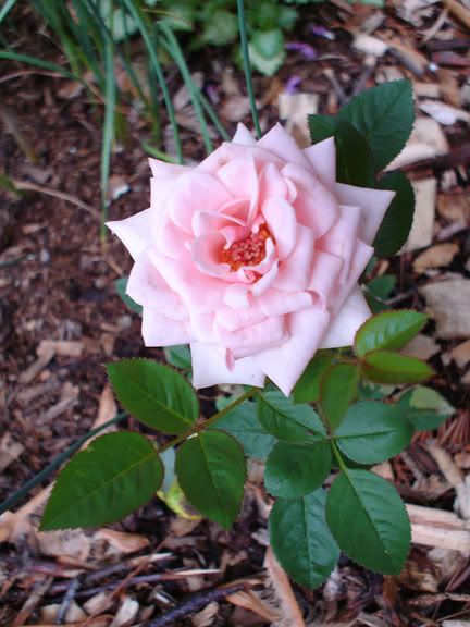 Valentine et ses rosiers MiniatureOcarina160605