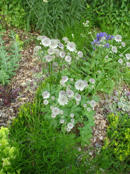 Astrantia Major Rubra Astrantia-Major-Rubra2806